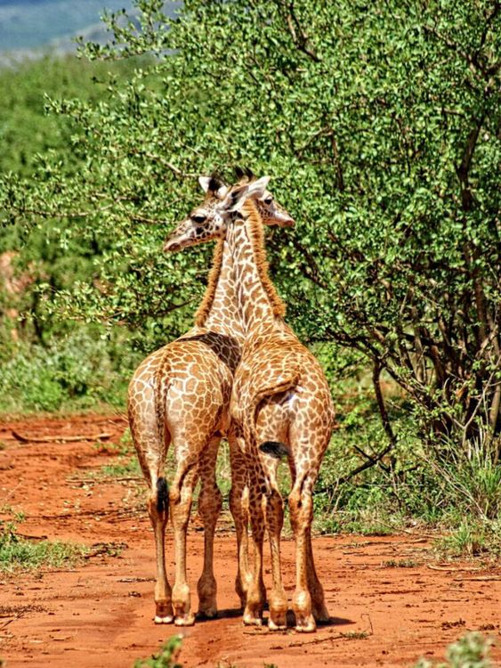 Produktbild: CALVENDO Puzzle Giraffen | 1000 Teile Lege-Gr&ouml;&szlig;e 64x48cm Foto-Puzzle f&uuml;r gl&uuml;ckliche Stunden