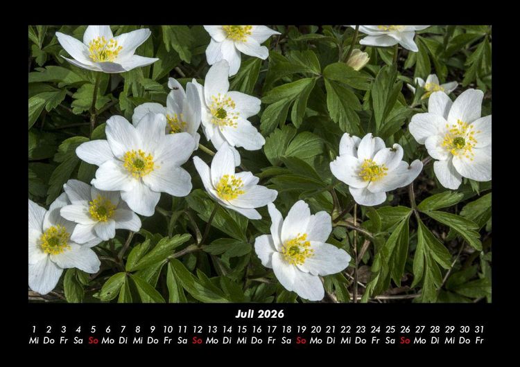 Produktbild: Blumentr&auml;ume 2026 Fotokalender DIN A3