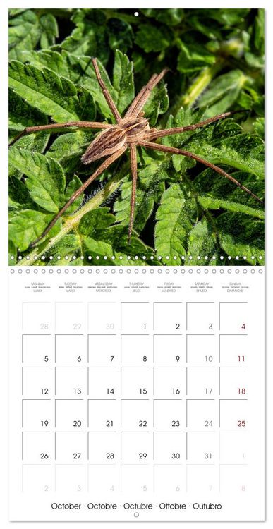 Produktbild: Natural beauty. Close-up insects (Wall Calendar 2026 12 &times; 12 Inch) CALVENDO 12 Month Wall Calendar