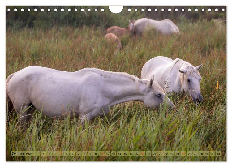 Produktbild: Camargue - Der wilde S&uuml;den Frankreichs (Wandkalender 2026 DIN A4 quer), CALVENDO Monatskalender