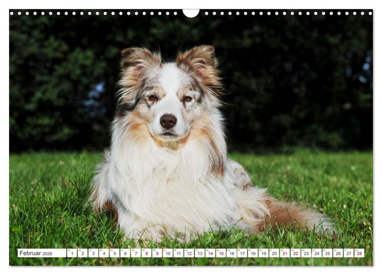Produktbild: Border Collie - Das Universalgenie unter den Hunden (Wandkalender 2026 DIN A3 quer), CALVENDO Monatskalender