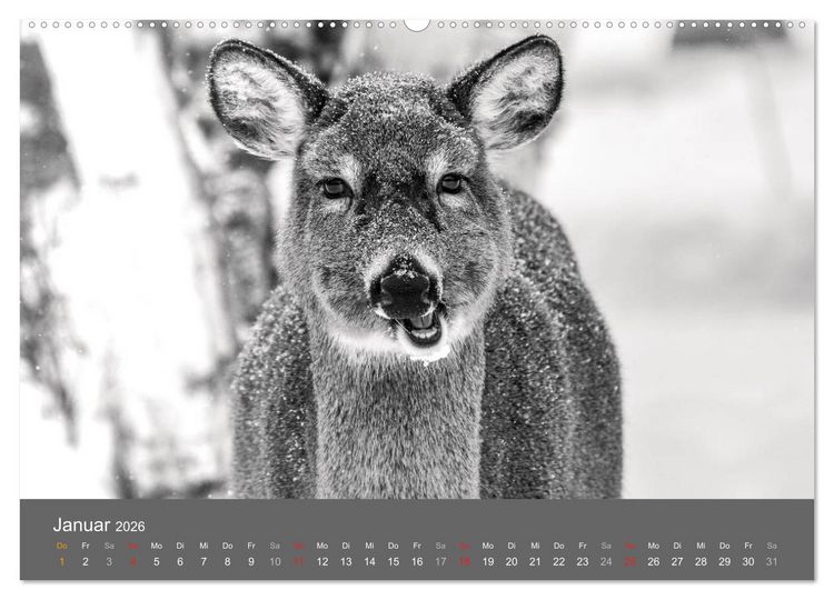 Produktbild: Tierische Augenblicke in Schwarz-Wei&szlig; (hochwertiger Premium Wandkalender 2026 DIN A2 quer), Kunstdruck in Hochglanz