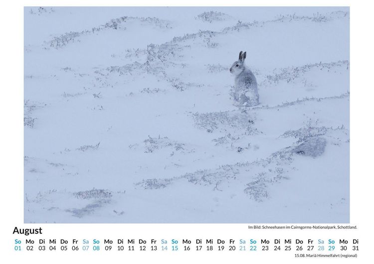 Produktbild: Schneehasen
