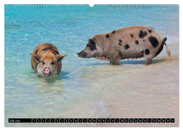 Produktbild: The Swimming Pigs of Bahamas (High Quality Premium Wall Calendar 2026 DIN A2 landscape),CALVENDO 12 Month Wall Calendar