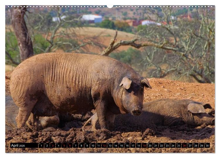 Produktbild: Extremadura - Unbekanntes Spanien (hochwertiger Premium Wandkalender 2026 DIN A2 quer), Kunstdruck in Hochglanz
