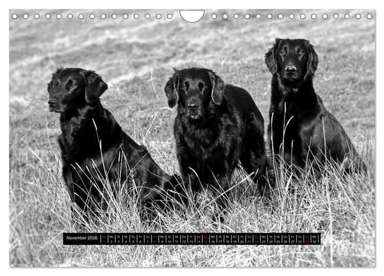 Produktbild: Flatcoated Retriever Black Edition (Wandkalender 2026 DIN A4 quer), CALVENDO Monatskalender