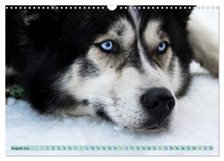 Produktbild: Huskies - Tolle Gef&auml;hrten (Wandkalender 2026 DIN A3 quer), CALVENDO Monatskalender