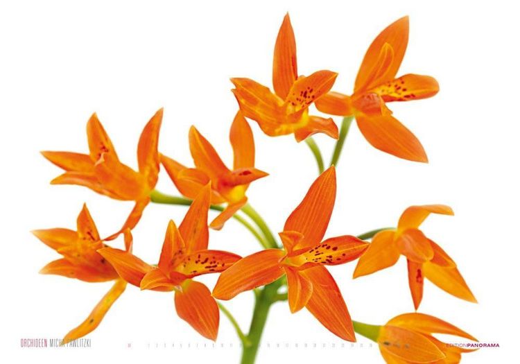Produktbild: Pawlitzki, M: Orchideen/immerw&auml;hrend