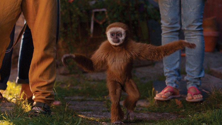 Produktbild: Monky - Kleiner Affe, gro&szlig;er Spass
