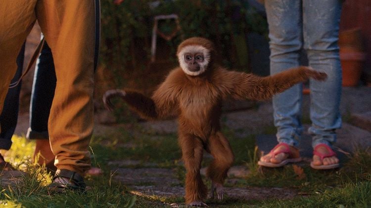 Produktbild: Monky - Kleiner Affe, gro&szlig;er Spass