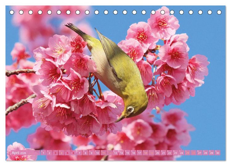 Produktbild: Meditationen im Zen-Garten (Tischkalender 2026 DIN A5 quer), CALVENDO Monatskalender