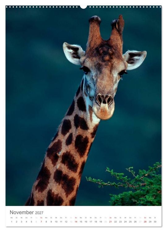 Produktbild: Magie des Augenblicks - Giraffen - Riesen der Savanne (Wandkalender 2027 DIN A2 hoch), CALVENDO Monatskalender