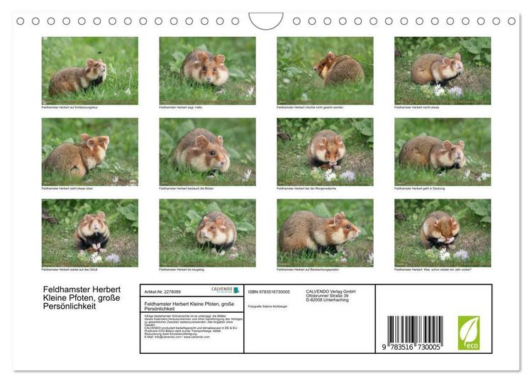 Produktbild: Feldhamster Herbert Kleine Pfoten, gro&szlig;e Pers&ouml;nlichkeit (Wandkalender 2026 DIN A4 quer), CALVENDO Monatskalender