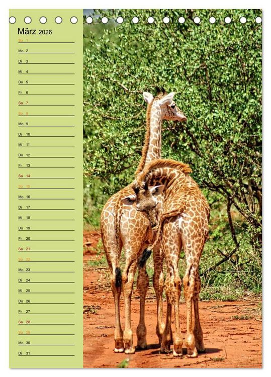 Produktbild: Giraffen. Voller Stolz und Grazie (Tischkalender 2026 DIN A5 hoch), CALVENDO Monatskalender