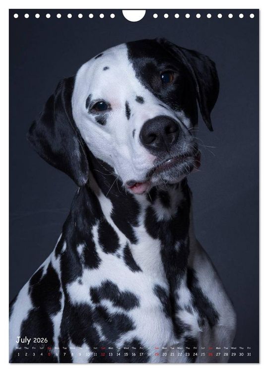 Produktbild: Dogs in Style (Wall Calendar 2026 DIN A4 portrait), CALVENDO 12 Month Wall Calendar