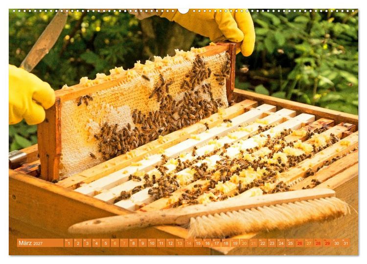 Produktbild: Ein Leben f&uuml;r den Honig: Bienen und Imker (hochwertiger Premium Wandkalender 2027 DIN A2 quer), Kunstdruck in Hochglanz