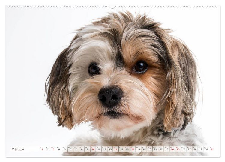 Produktbild: Kleine Hunde - Gro&szlig;e Blicke (Wandkalender 2026 DIN A2 quer), CALVENDO Monatskalender