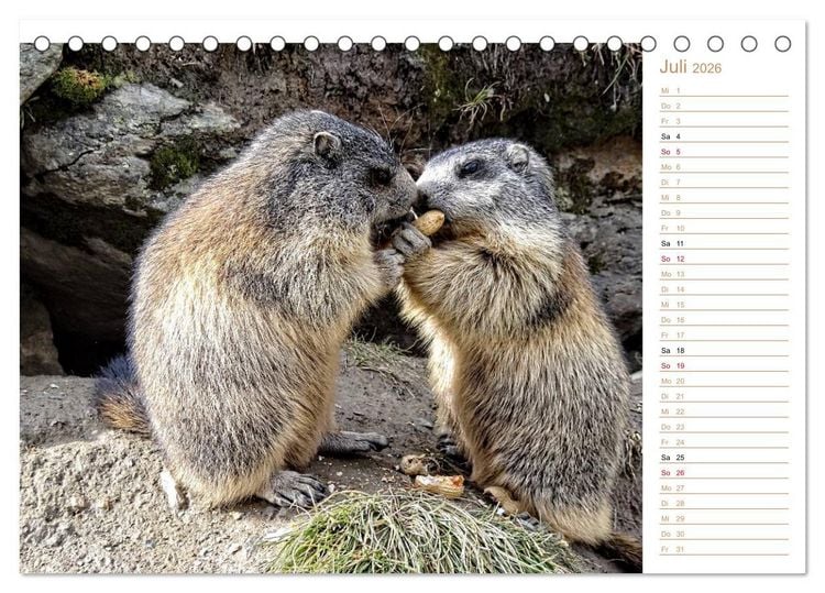 Produktbild: Wildlife - Verspielte Murmeltiere (Tischkalender 2026 DIN A5 quer), CALVENDO Monatskalender