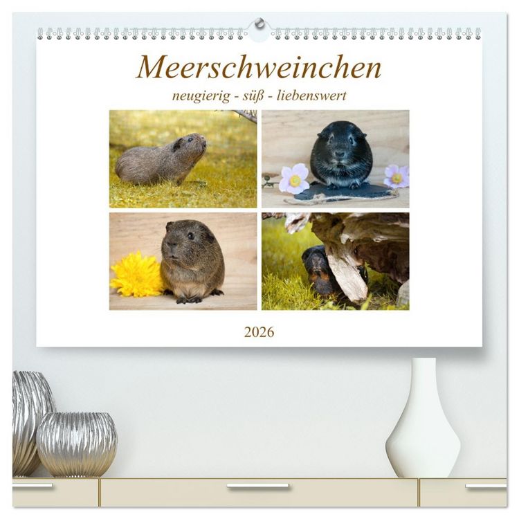 Produktbild: MEERSCHWEINCHEN neugierig - s&uuml;&szlig; - liebenswert (hochwertiger Premium Wandkalender 2026 DIN A2 quer), Kunstdruck in Hochglanz