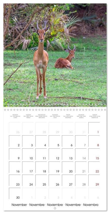 Produktbild: Animals are watching you (Wall Calendar 2026 12 &times; 12 Inch) CALVENDO 12 Month Wall Calendar