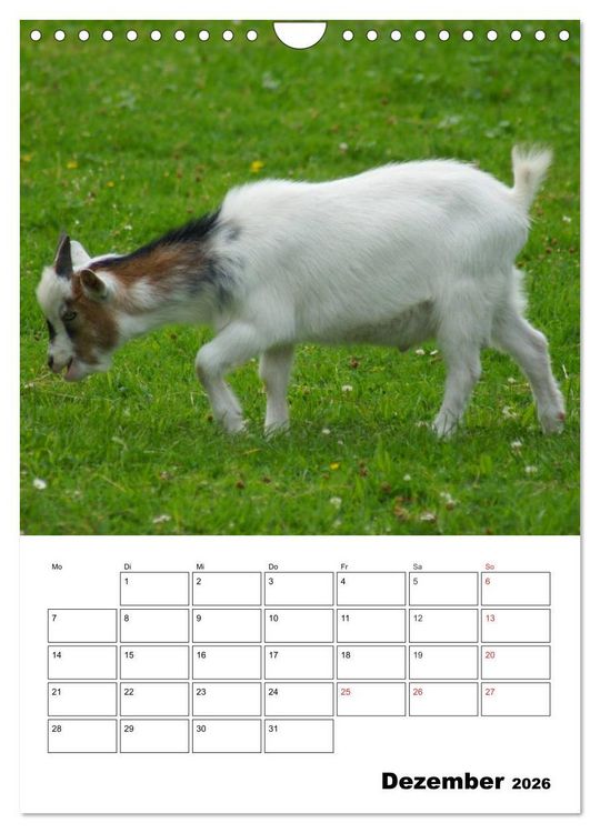 Produktbild: Ziegen Terminplaner (Wandkalender 2026 DIN A4 hoch), CALVENDO Monatskalender