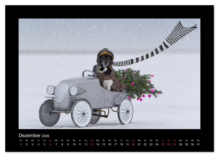 Produktbild: Jack Russell Terrier.....Ein Verwandlungsk&uuml;nstler namens Jake (Tischkalender 2026 DIN A5 quer), CALVENDO Monatskalender