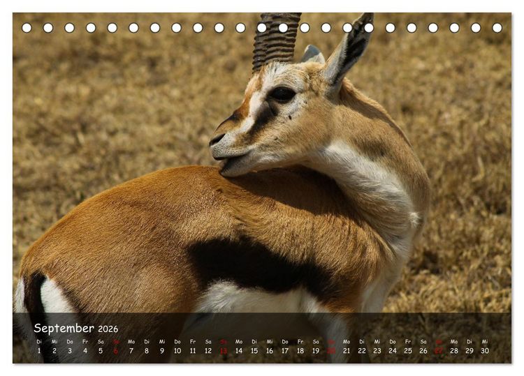 Produktbild: Wildes Ostafrika - Tansania und Kenia hautnah (Tischkalender 2026 DIN A5 quer), CALVENDO Monatskalender