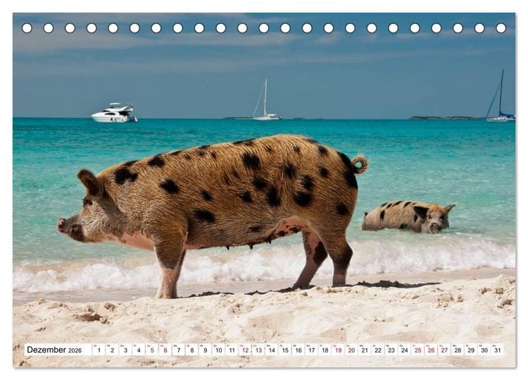 Produktbild: Schweine im Dauerurlaub auf den Bahamas! (Tischkalender 2026 DIN A5 quer), CALVENDO Monatskalender
