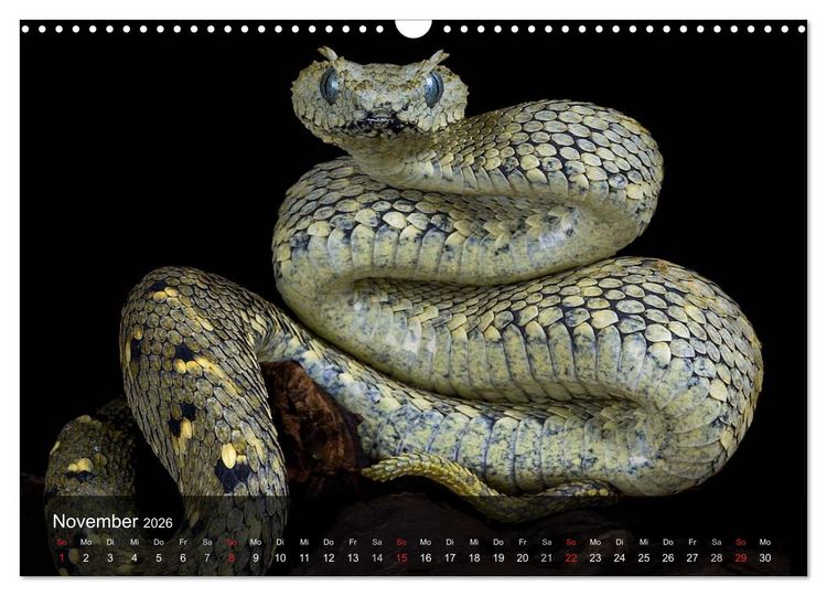 Produktbild: Giftschlangen (Wandkalender 2026 DIN A3 quer), CALVENDO Monatskalender
