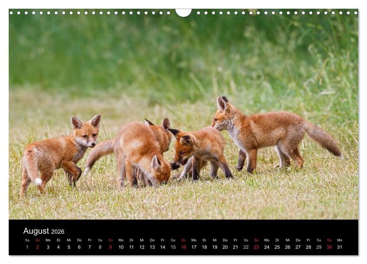 Produktbild: F&uuml;chse in freier Natur (Wandkalender 2026 DIN A3 quer), CALVENDO Monatskalender