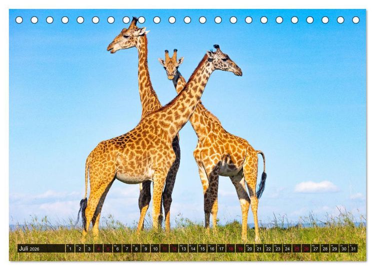 Produktbild: Safari Afrika (Tischkalender 2026 DIN A5 quer), CALVENDO Monatskalender