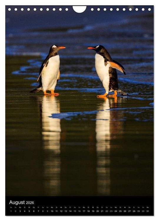 Produktbild: Hallo Pinguin (Wandkalender 2026 DIN A4 hoch), CALVENDO Monatskalender