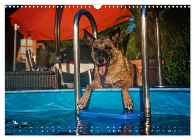 Produktbild: Malinois lieben Wasser (Wandkalender 2026 DIN A3 quer), CALVENDO Monatskalender