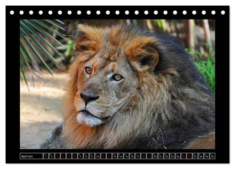 Produktbild: Tiger, L&ouml;we und Co. (Tischkalender 2026 DIN A5 quer), CALVENDO Monatskalender