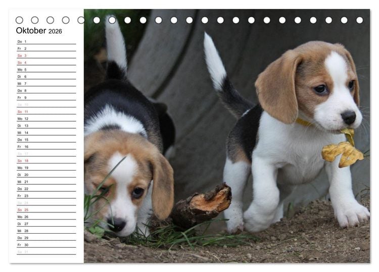 Produktbild: DER BEAGLEige TERMINPLANER (Tischkalender 2026 DIN A5 quer), CALVENDO Monatskalender
