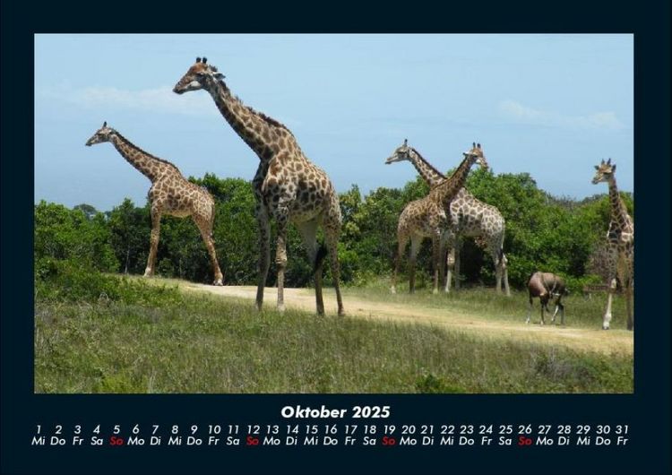 Produktbild: Giraffen 2025 Fotokalender DIN A4