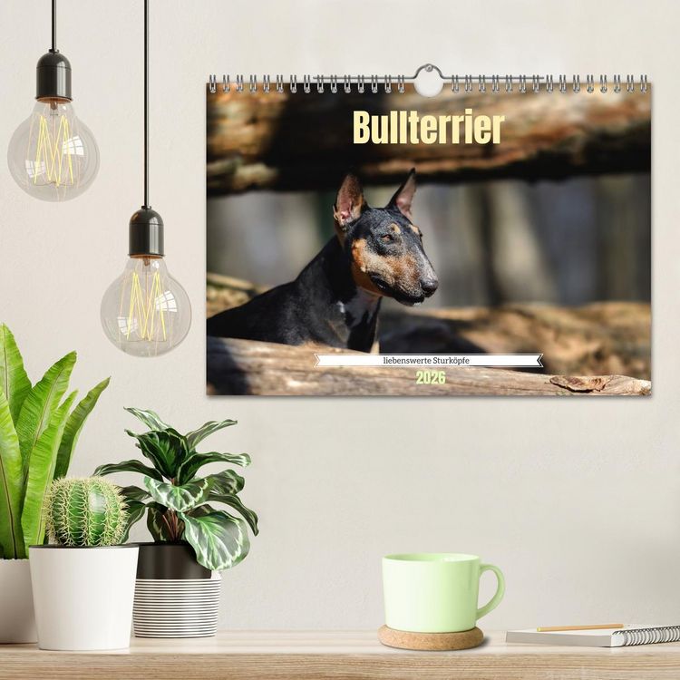 Produktbild: Bullterrier, liebenswerte Sturk&ouml;pfe (Wandkalender 2026 DIN A4 quer), CALVENDO Monatskalender