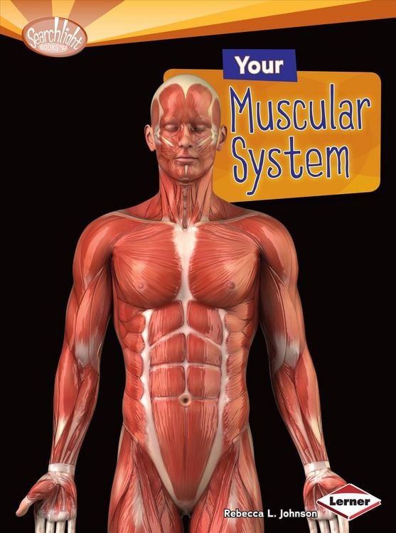 Produktbild: Your Muscular System