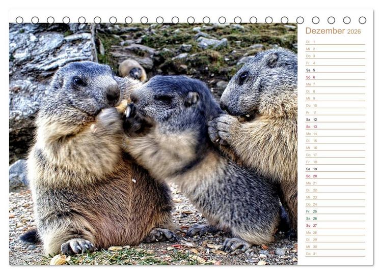 Produktbild: Wildlife - Verspielte Murmeltiere (Tischkalender 2026 DIN A5 quer), CALVENDO Monatskalender