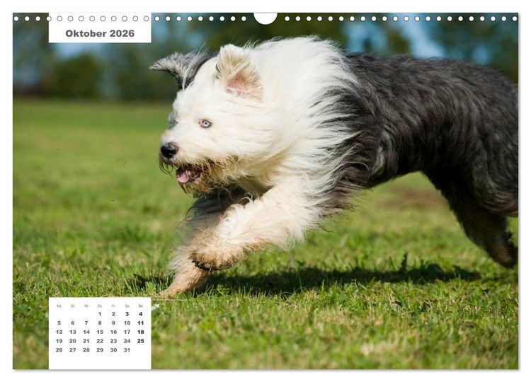 Produktbild: Rassehunde (Wandkalender 2026 DIN A3 quer), CALVENDO Monatskalender