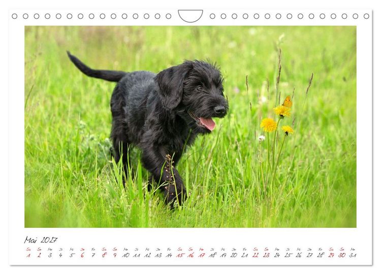 Produktbild: Riesenschnauzer - Treue Partner (Wandkalender 2027 DIN A4 quer), CALVENDO Monatskalender
