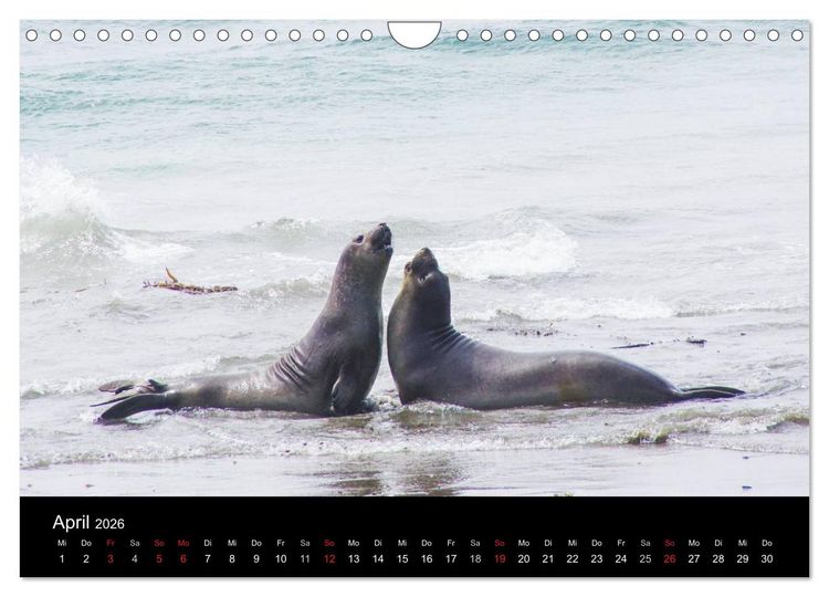 Produktbild: Monterey California (Wandkalender 2026 DIN A4 quer), CALVENDO Monatskalender