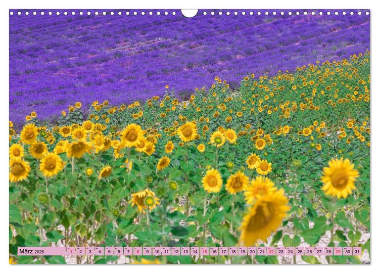 Produktbild: Provence, Lavendelzeit in S&uuml;dfrankreich (Wandkalender 2026 DIN A3 quer), CALVENDO Monatskalender