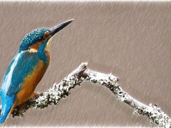 Produktbild: CALVENDO Puzzle Eisvogel | 1000 Teile Lege-Gr&ouml;&szlig;e 64x48cm Foto-Puzzle f&uuml;r gl&uuml;ckliche Stunden