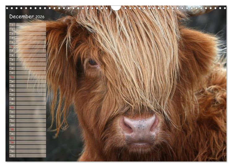 Produktbild: Highland Cattle - Native Breed of Scotland (Wall Calendar 2026 DIN A3 landscape), CALVENDO 12 Month Wall Calendar