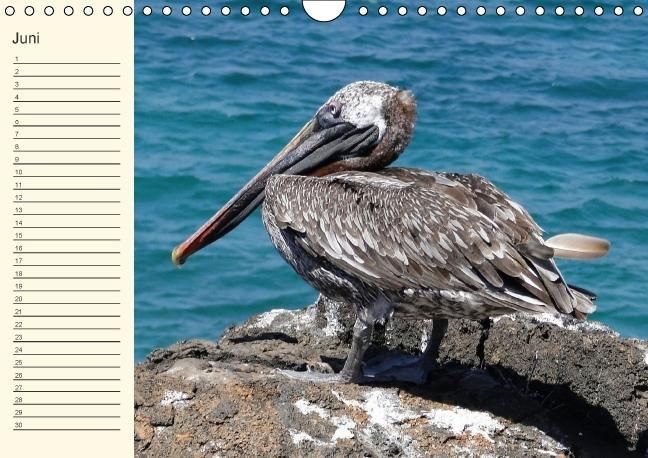 Produktbild: Gal&aacute;pagos Geburtstagskalender (Wandkalender immerw&auml;hrend DIN A4 quer)