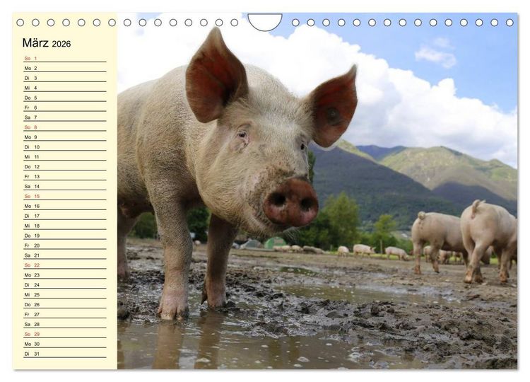 Produktbild: Von S&auml;uen die Schwein haben! (Wandkalender 2026 DIN A4 quer), CALVENDO Monatskalender