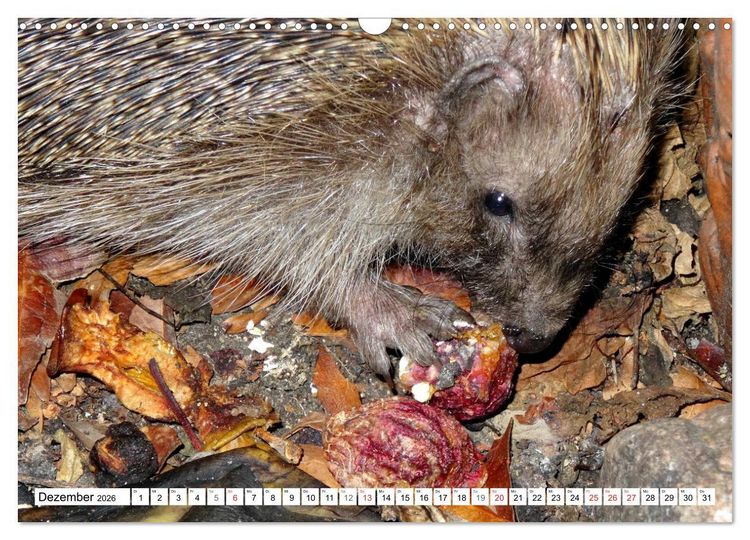Produktbild: Igeleien - Begegnungen mit hungrigen Igeln (Wandkalender 2026 DIN A3 quer), CALVENDO Monatskalender