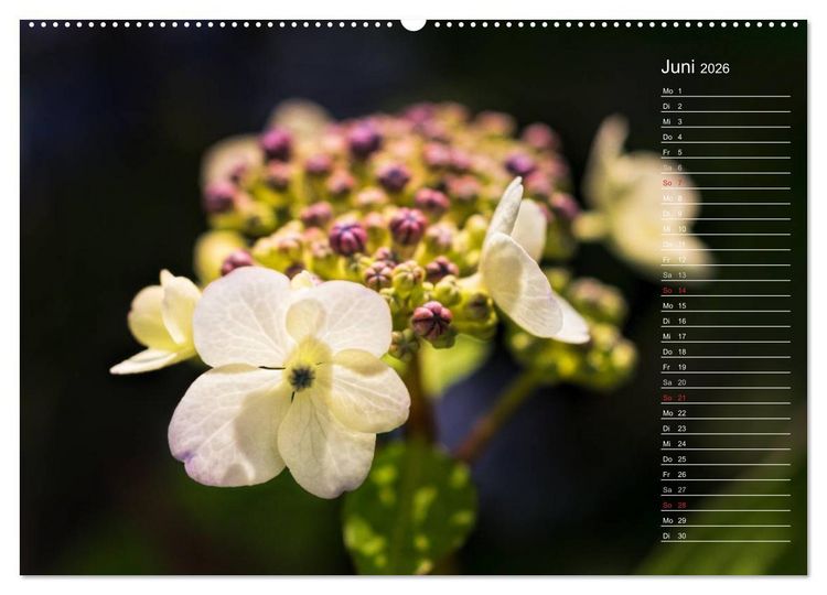 Produktbild: Die Hortensie und ihre vielen Gesichter (hochwertiger Premium Wandkalender 2026 DIN A2 quer), Kunstdruck in Hochglanz