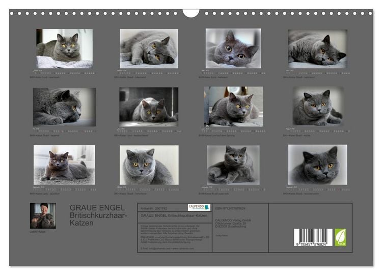 Produktbild: GRAUE ENGEL Britischkurzhaar-Katzen (Wandkalender 2026 DIN A3 quer), CALVENDO Monatskalender